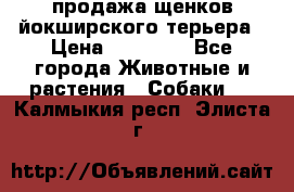 продажа щенков йокширского терьера › Цена ­ 25 000 - Все города Животные и растения » Собаки   . Калмыкия респ.,Элиста г.